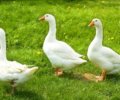 „Three Ducks“ Trading Strategy